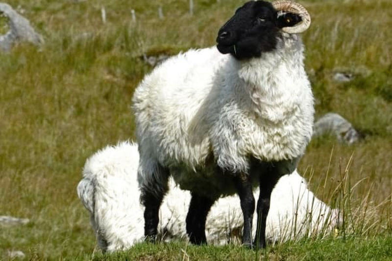 Excursão a Connemara - ovelhas irlandesas
